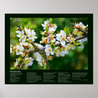 Desiderata - Sun-Dappled Spring Hawthorn Poster