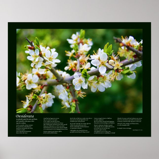 Desiderata - Sun-Dappled Spring Hawthorn Poster (Front)