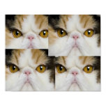 Design Cat Poster