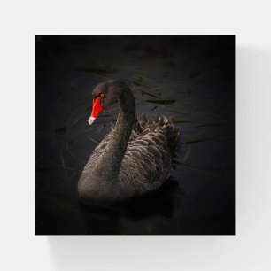 DESIGN WITH BLACK SWAN PAPERWEIGHT