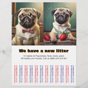 Designer Pug Puppies to sold Flyer 