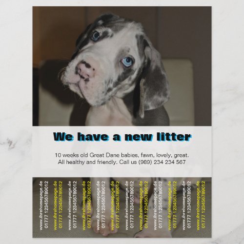 Designer Puppy Selling Flyer 