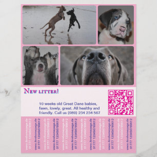 Designer Puppy Selling Flyer 4 pictures 