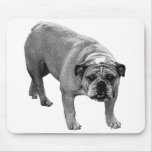 Desk Calm Bulldog Mouse Pad