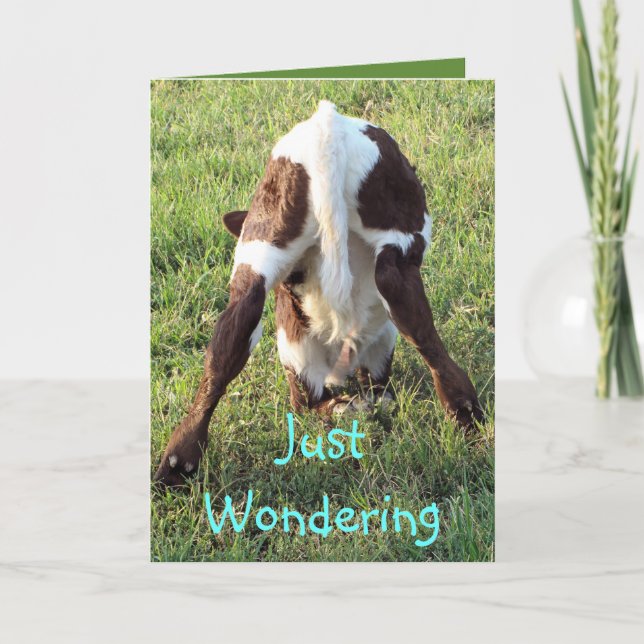 Dessa's baby calf 2-customize any occasion card (Front)