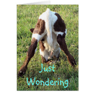 Dessa's baby calf-customize any occasion cards