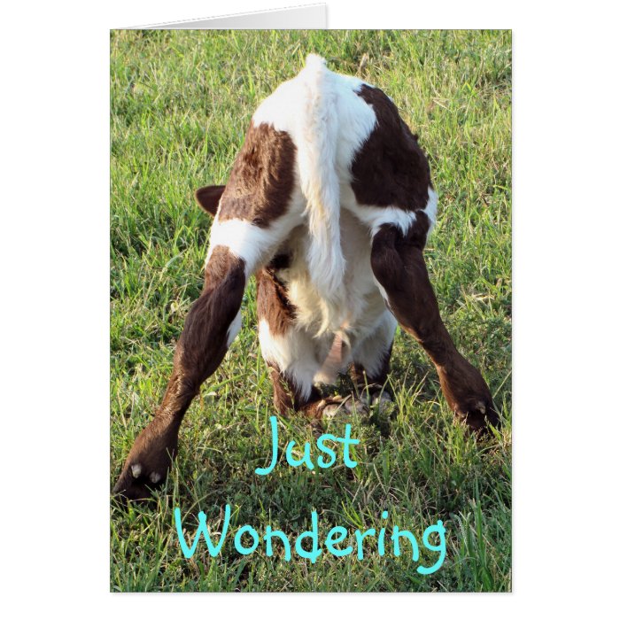 Dessa's baby calf customize any occasion cards