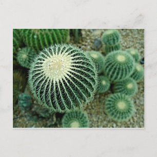 Dessert Cacti Postcard