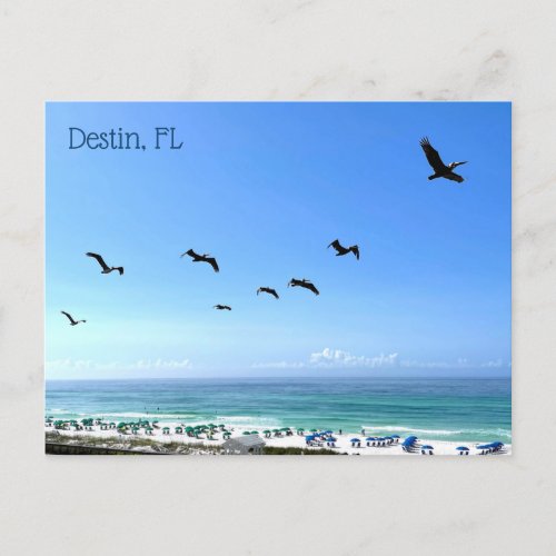 Destin Florida Pelicans Seaside Ocean Photography Postcard