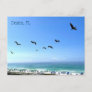 Destin Florida Pelicans Seaside Ocean Photography Postcard
