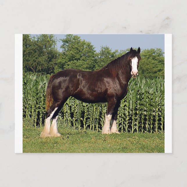 destiny postcard (Front)