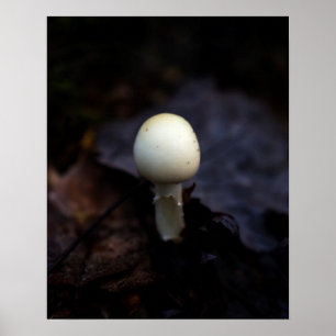 Destroying Angel Death Cap Mushroom Poster