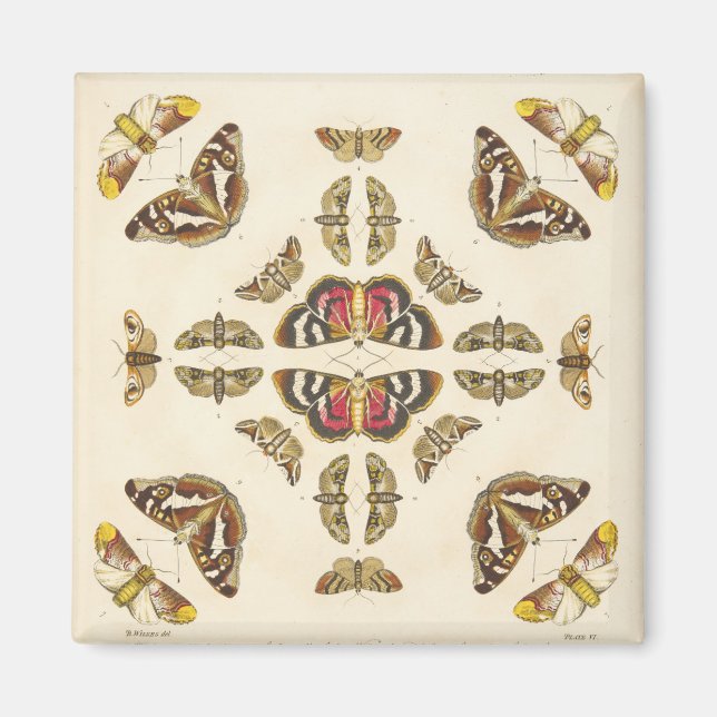 Detail from Plate VI Magnet (Front)