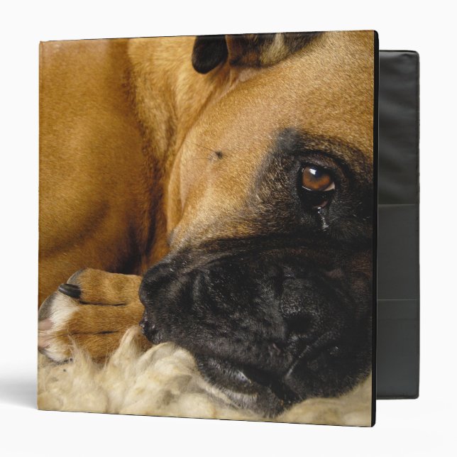 Detail of a Boxer Binder (Front/Inside)