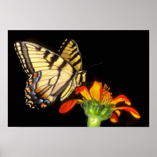 Detail of a captive western tiger swallowtail poster