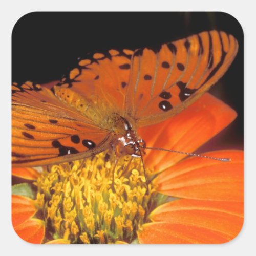 Detail of captive gulf fritillary butterfly on square sticker