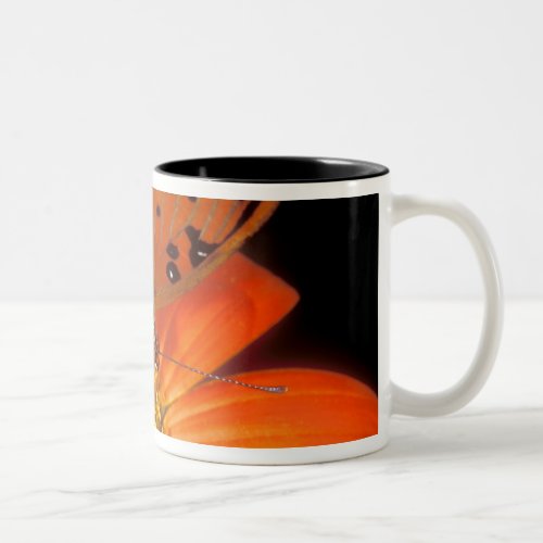 Detail of captive gulf fritillary butterfly on Two_Tone coffee mug