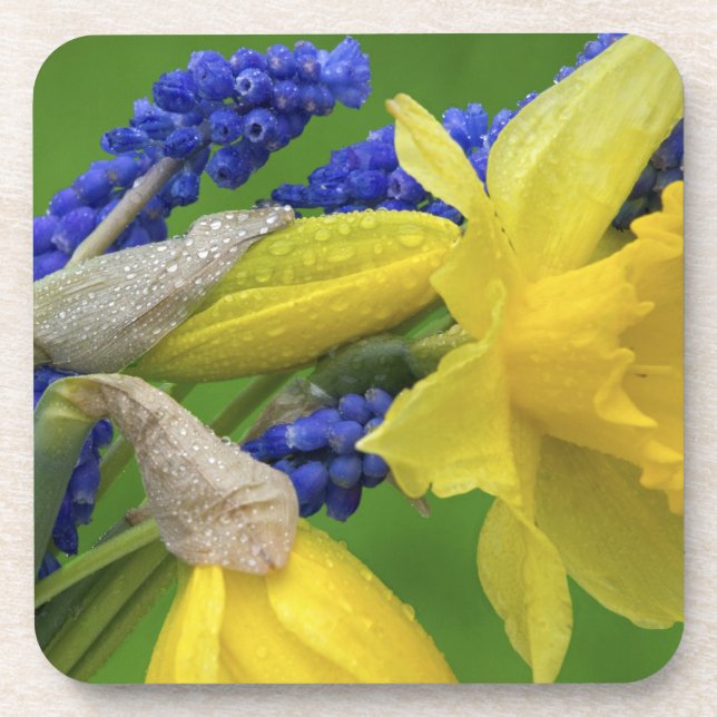 Detail of daffodil and hyacinth flowers. Credit Beverage Coaster (Front)