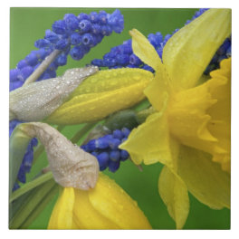 Detail of daffodil and hyacinth flowers. Credit Tile