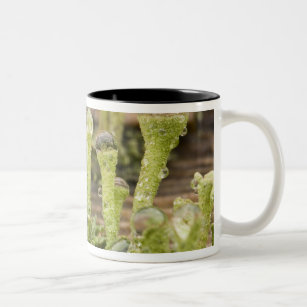 Detail of raindrops on lichen. Credit as: Don Two-Tone Coffee Mug