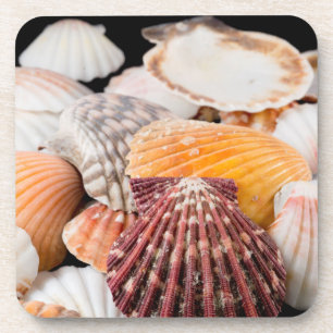 Detail Of Seashells From Around The World 2 Coaster