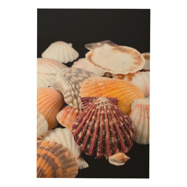 Detail Of Seashells From Around The World 2 Wood Wall Art (Front)