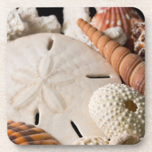 Detail Of Seashells From Around The World Beverage Coaster