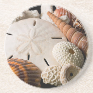 Detail Of Seashells From Around The World Sandstone Coaster
