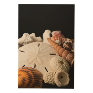Detail Of Seashells From Around The World Wood Wall Decor