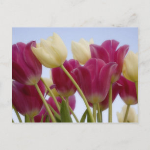Detail of tulips. Credit as: Don Paulson / Postcard