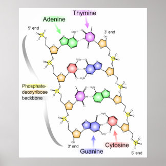 Chemical Diagram Posters | Zazzle