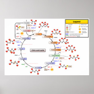 Detailed Diagram of the Citric Acid Cycle Poster