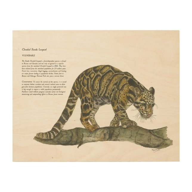 Detailed Endangered Clouded Leopard Art (Front)