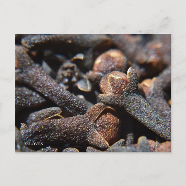 Detailed Macro View of Cloves Herb Postcard (Front)