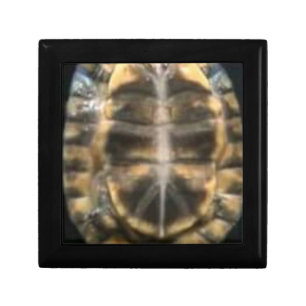 Detailed Turtle Shell Image for Nature Lovers Gift Box