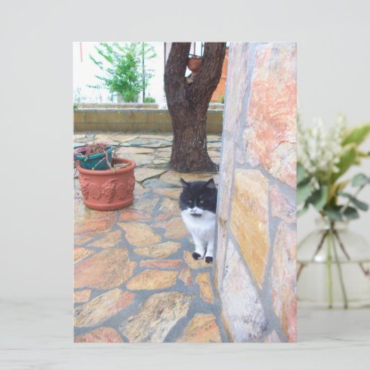 DETECTIVE CAT BEHIND THE STONE WALL (Standing Front)