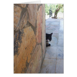 DETECTIVE CAT BEHIND THE STONE WALL