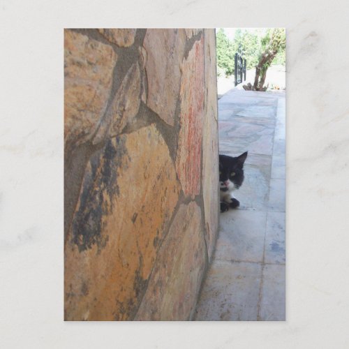 DETECTIVE CAT BEHIND THE STONE WALL  Fathers Day Postcard