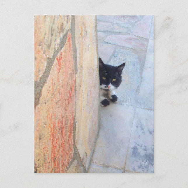 DETECTIVE CAT BEHIND THE STONE WALL / Father's Day Postcard (Front)