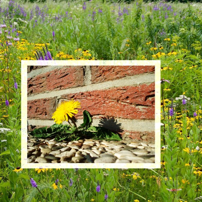 Determined Dandelion Growing out of Rocks Postcard (Creator Uploaded)