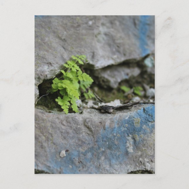 Determined Fern in Boulder Blue Graffiti Postcard (Front)