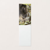 Determined Porcupine (Outside Unfolded)
