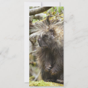 Determined Porcupine Card