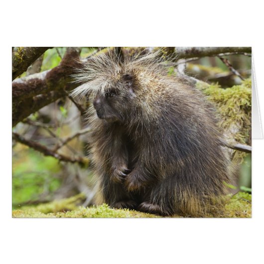 Determined Porcupine Cards (Front Horizontal)
