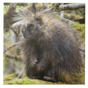 Determined Porcupine Ceramic Tile