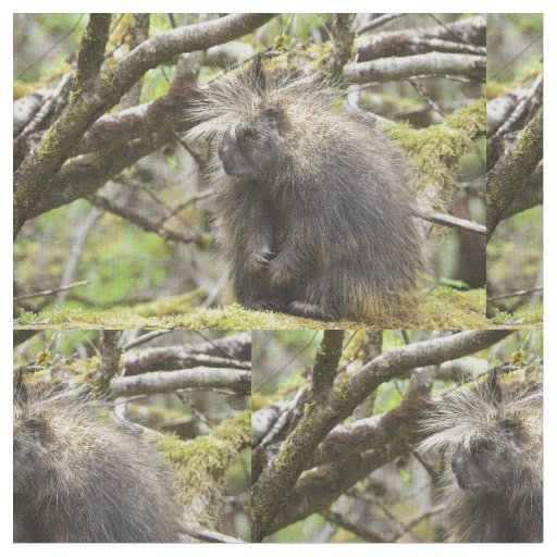 Determined Porcupine Fabric