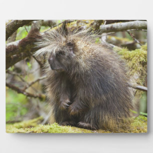 Determined Porcupine Plaque