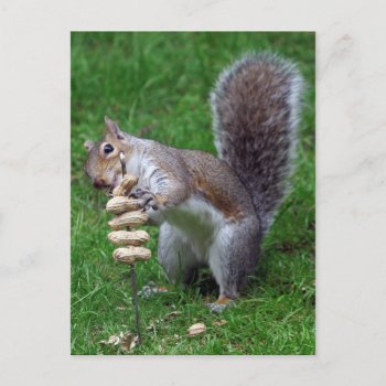 Determined Squirrel Postcard by HTMimages at Zazzle