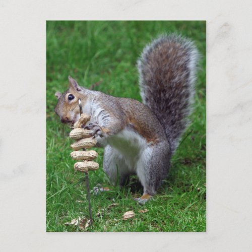 Determined Squirrel Postcard