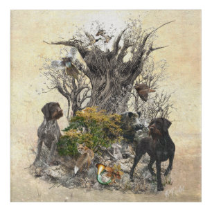 Deutsch Drahthaar Acrylic Print